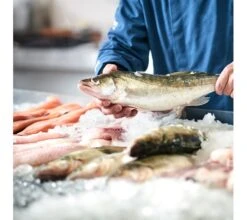 Quattro Commercial Ice Flaker 85kg Per Day With 20kg Storage Bin 9 Quattro Commercial Ice Flaker 85kg Per Day With 20kg Storage Bin -Craghoppers shop fish on flaked ice 1